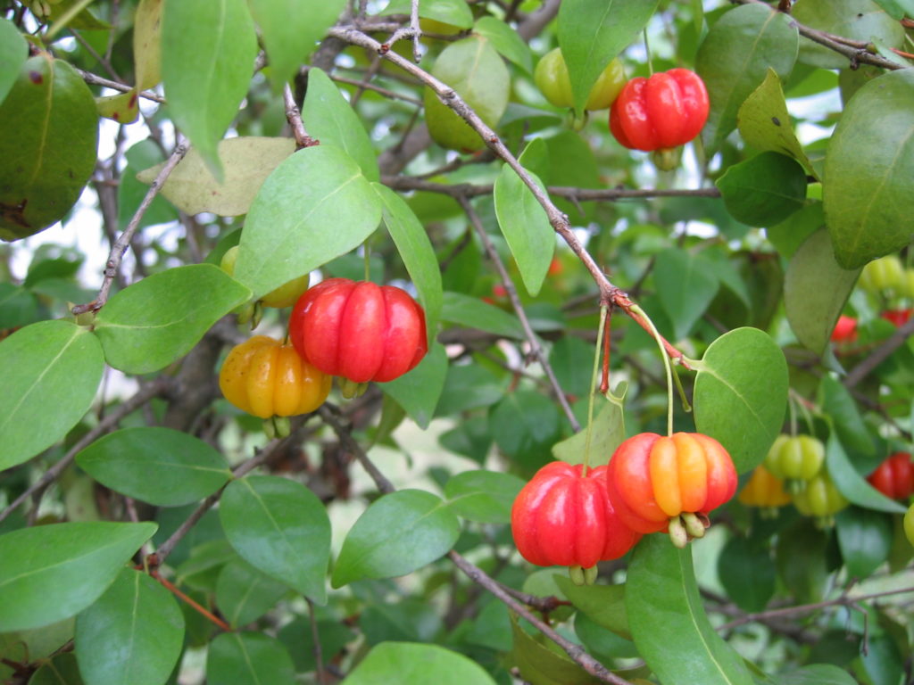 eugenia-uniflora-california-rare-fruit-growers
