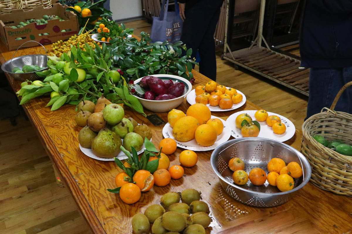 Early Winter Fruit Harvests of Santa Cruz and Monterey