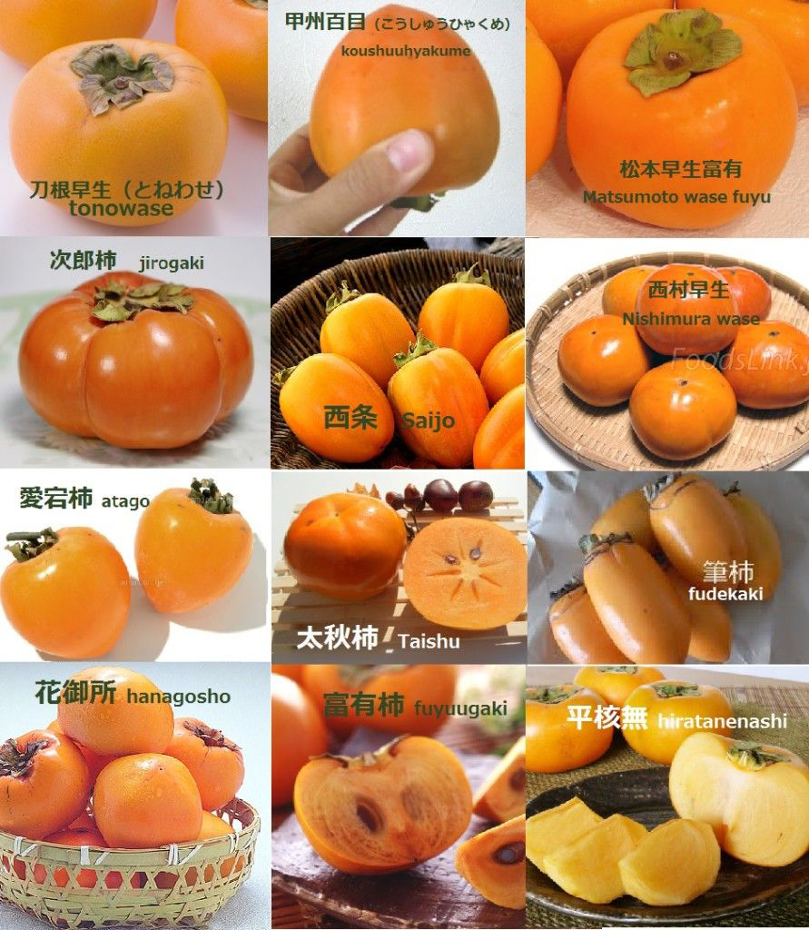 Persimmon - the kaki tree, growing, pruning, harvest and tips on