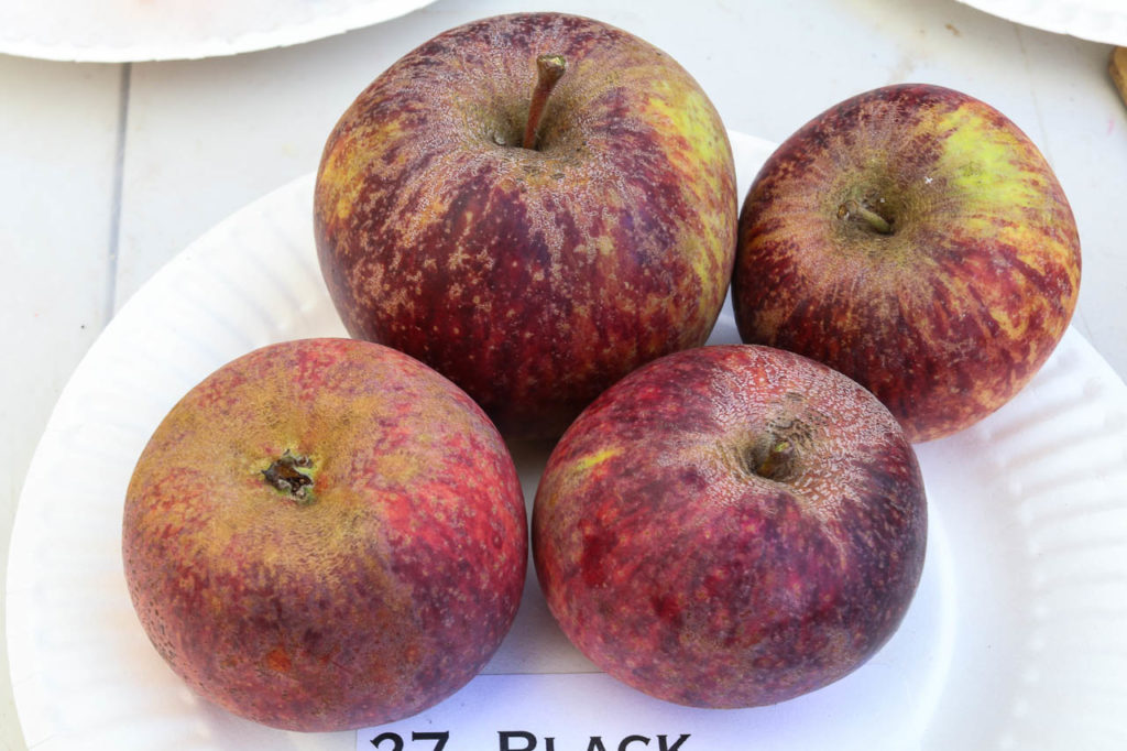 Black Oxford apple California Rare Fruit Growers