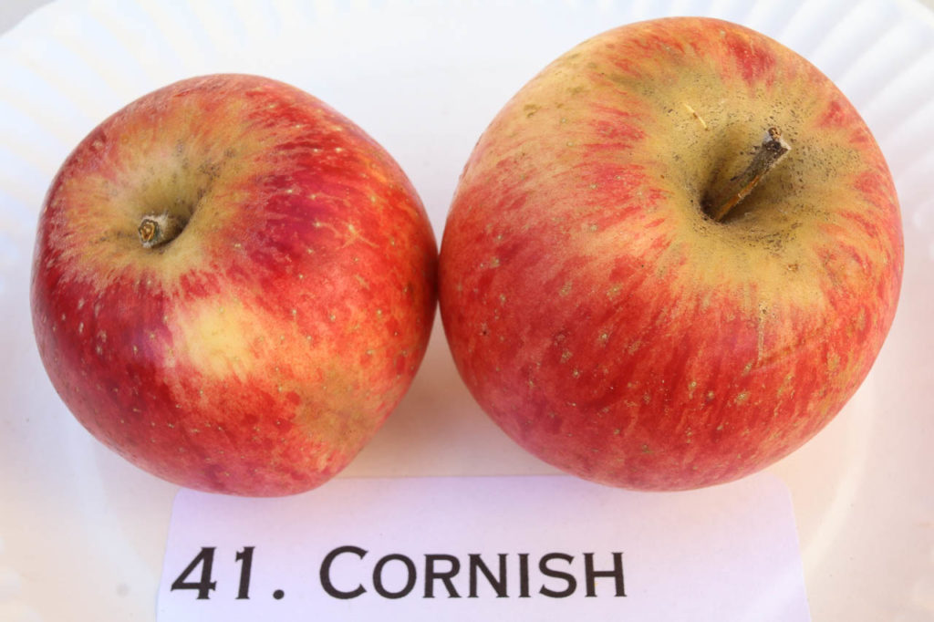 Cornish Aromatic apple California Rare Fruit Growers