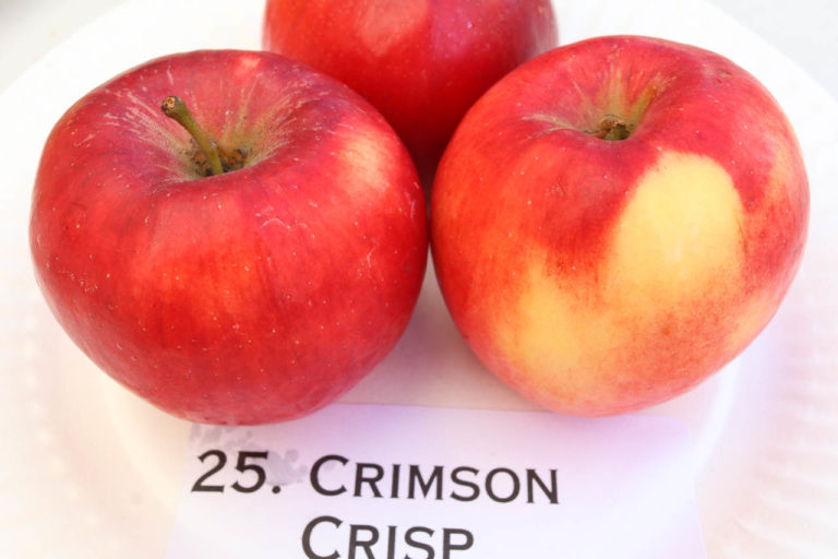 Crimson Crisp apple California Rare Fruit Growers