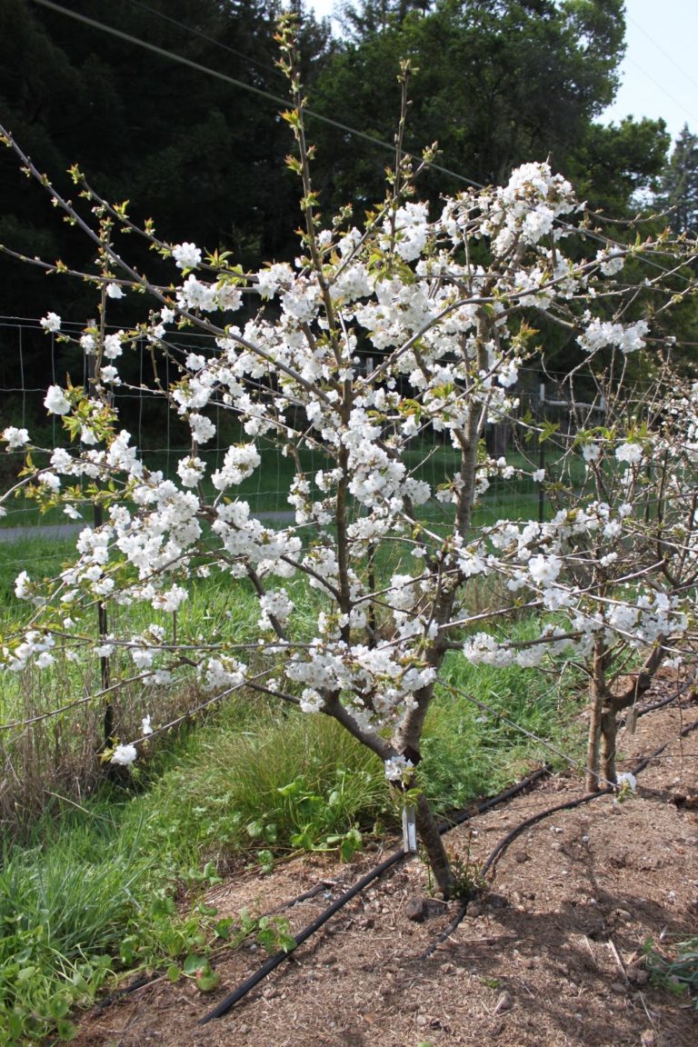 Growing Cherries On The Monterey Bay California Rare Fruit Growers growing-cherries-on-the-monterey-bay-california-rare-fruit-growers