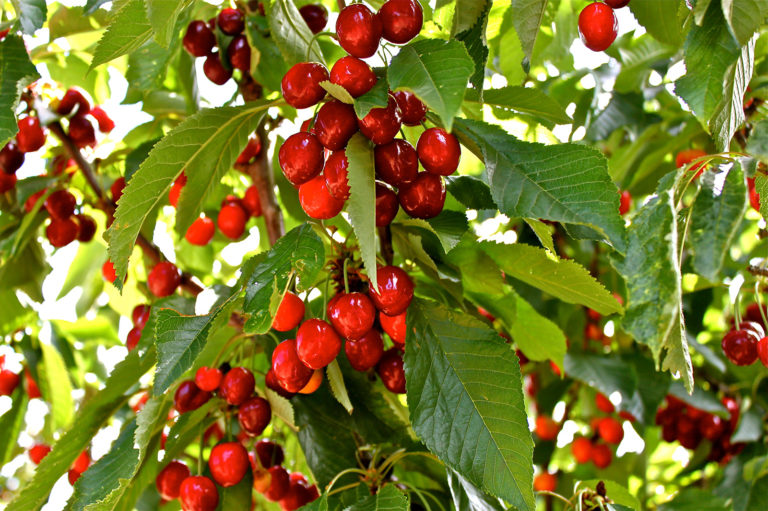 Growing Cherries on the Monterey Bay California Rare Fruit Growers