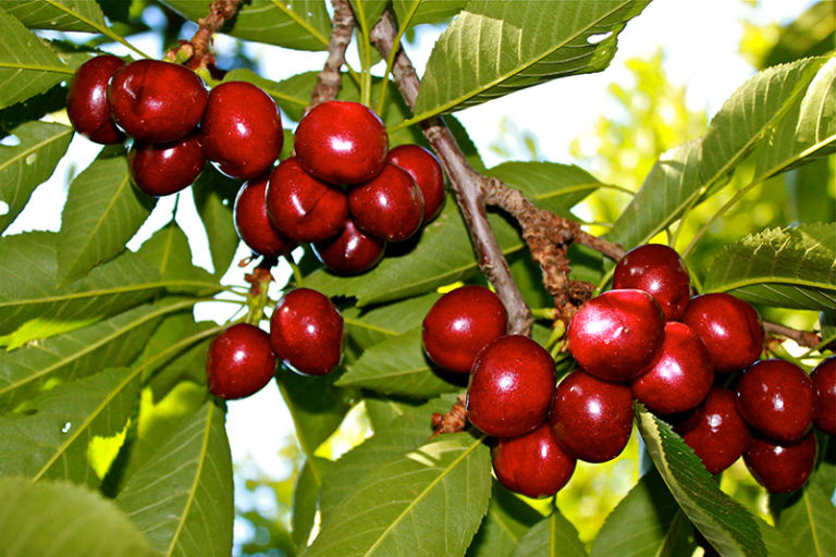 Growing Cherries on the Monterey Bay California Rare Fruit Growers