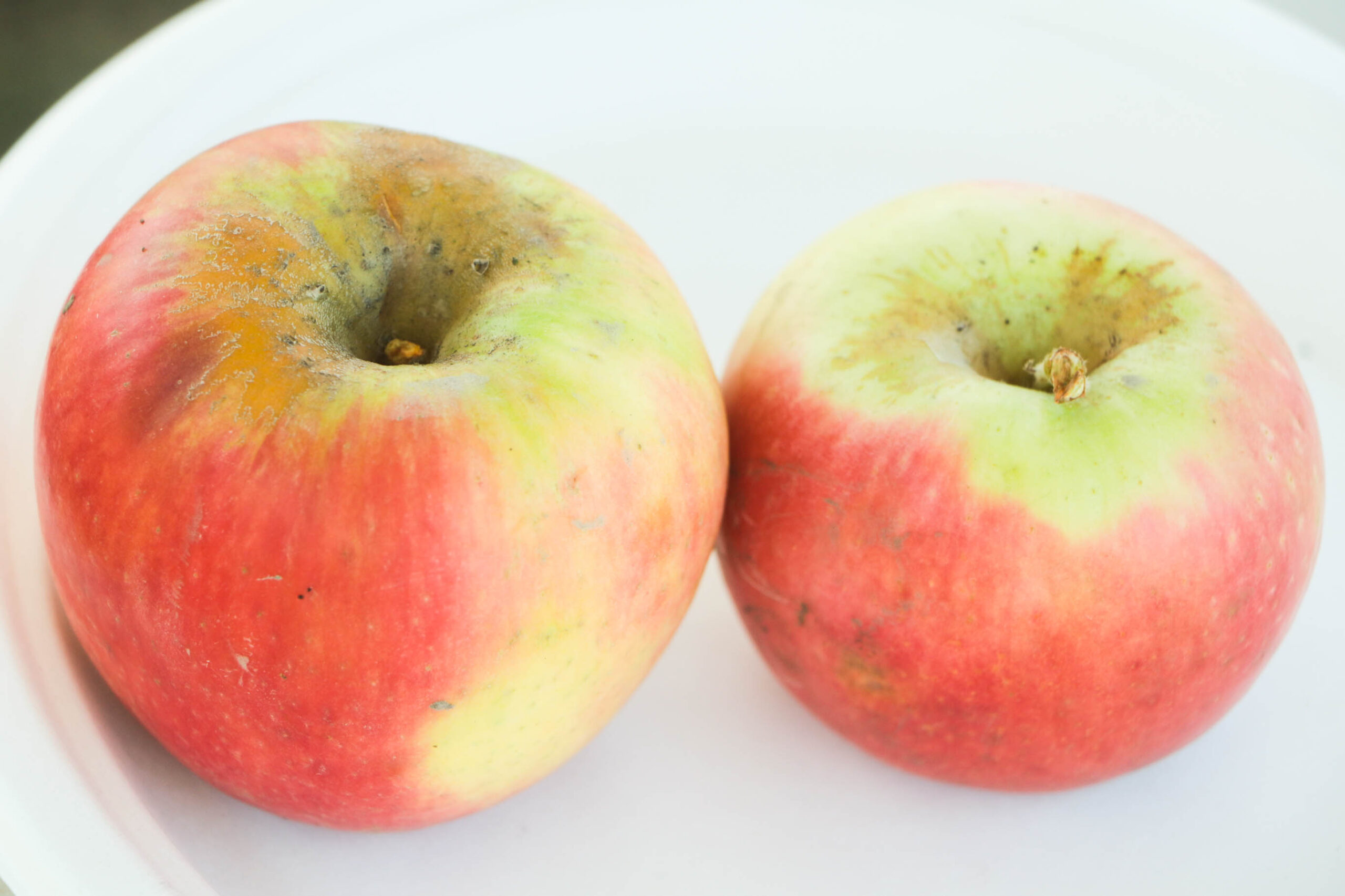 Pink Lady apple California Rare Fruit Growers
