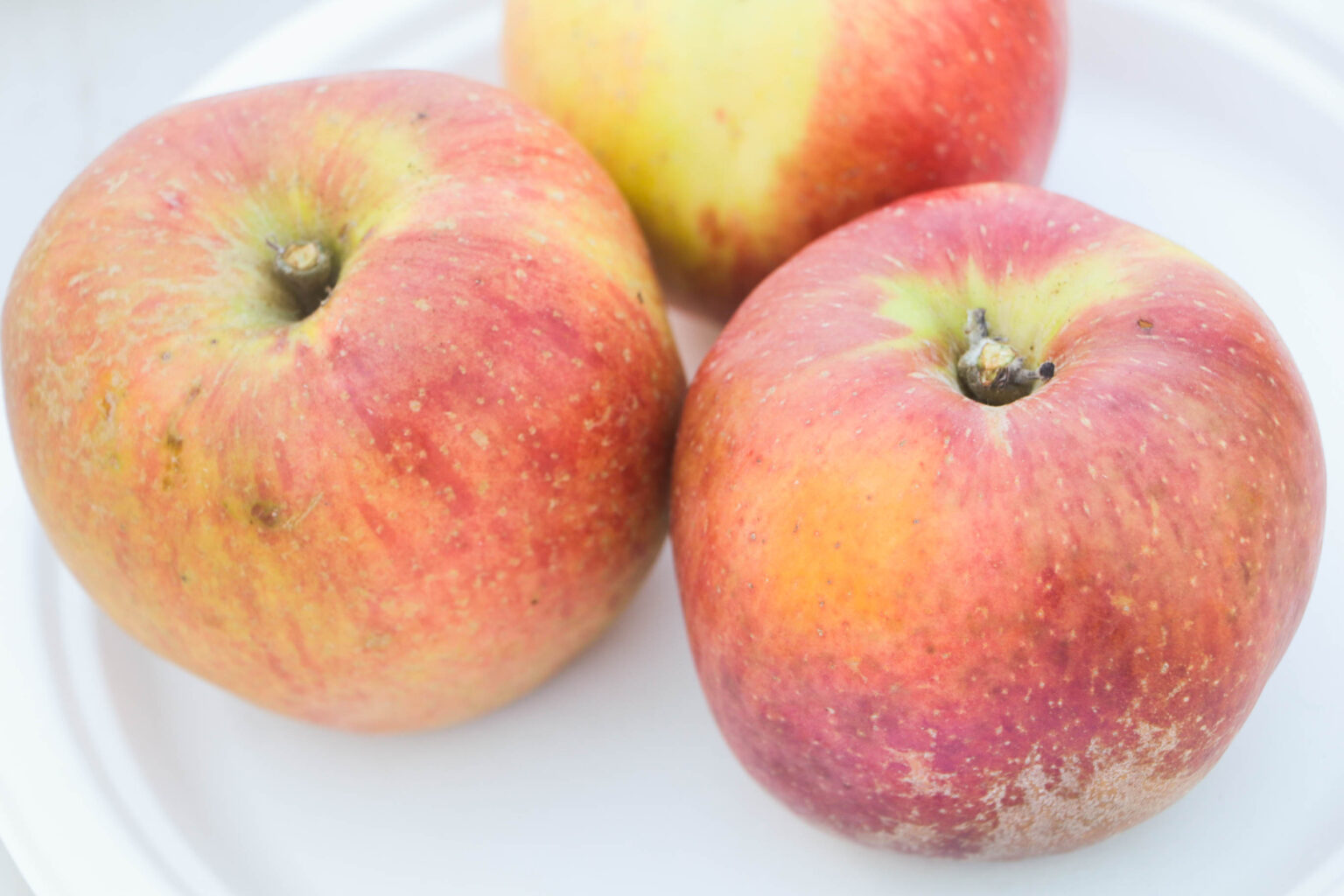 Spitzenberg apple California Rare Fruit Growers