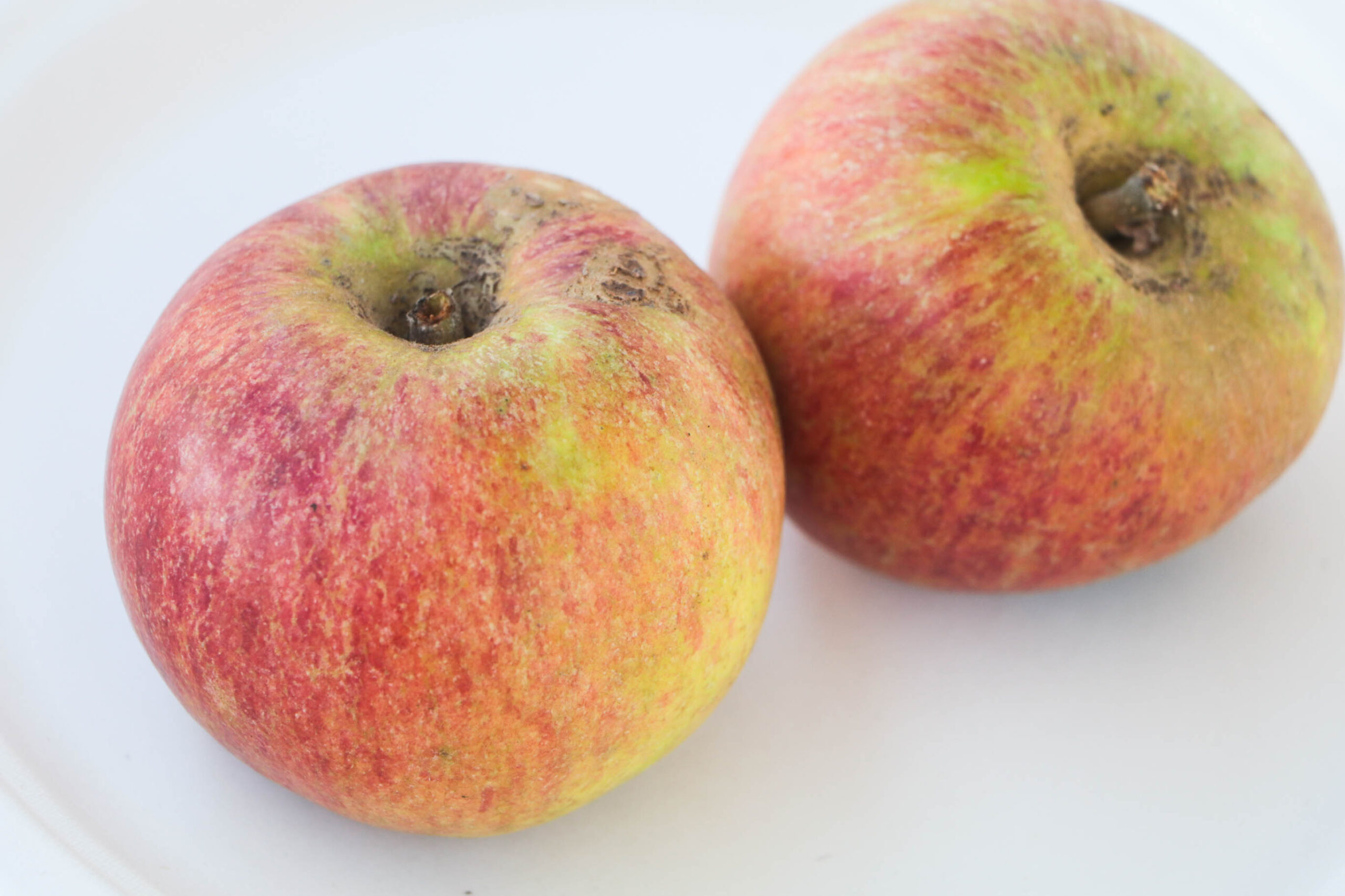 Tydeman’s Late Orange apple California Rare Fruit Growers